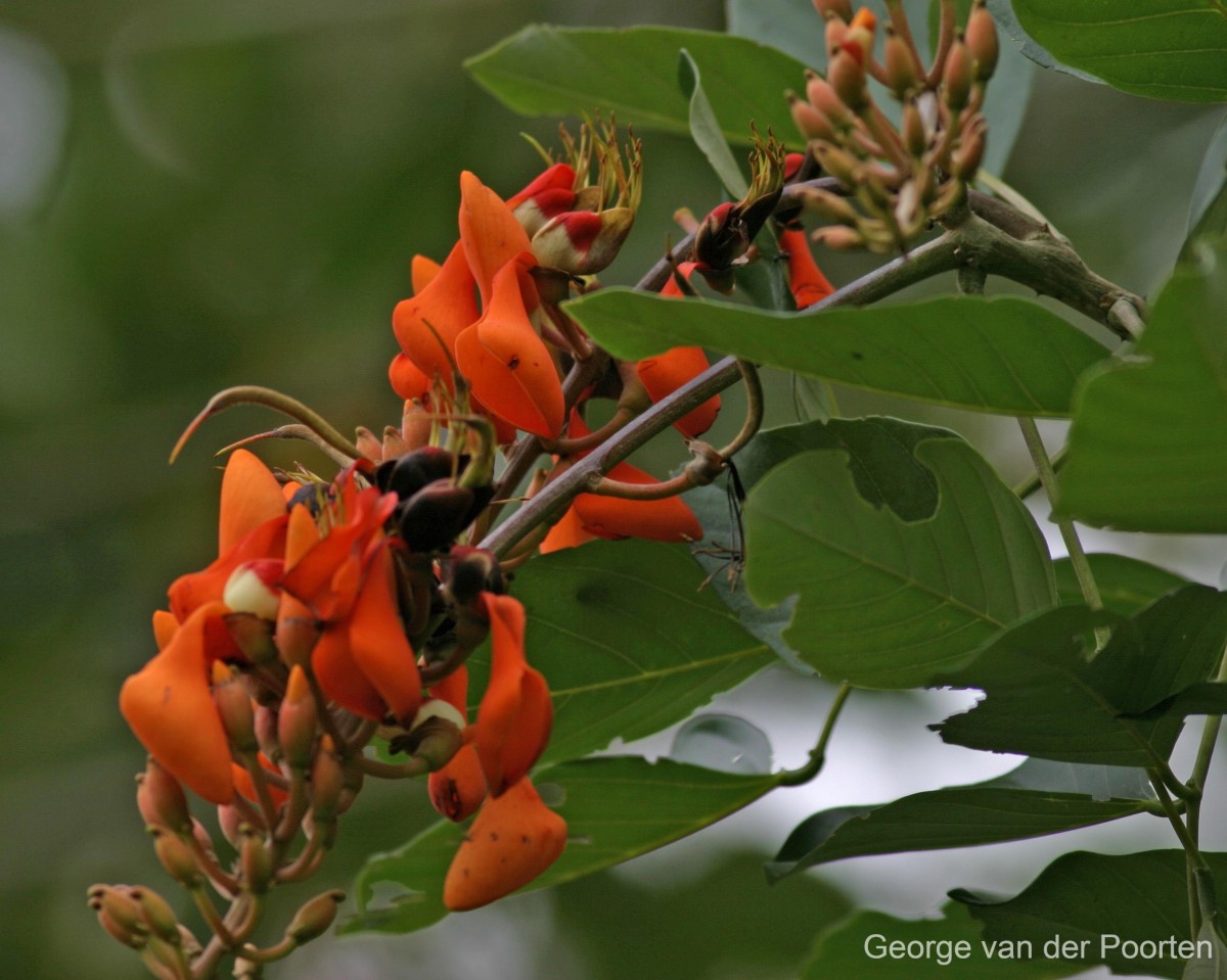 Erythrina fusca Lour.